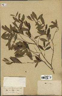 spécimen de Eugenia buxifolia