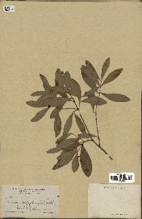 spécimen de Eugenia buxifolia