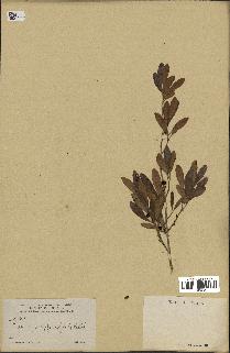 spécimen de Eugenia buxifolia