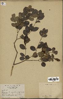 spécimen de Eugenia buxifolia