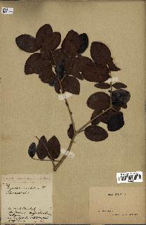 spécimen de Eugenia buxifolia