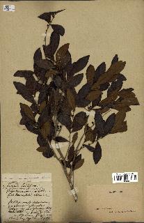 spécimen de Eugenia buxifolia