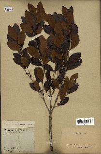 spécimen de Eugenia buxifolia