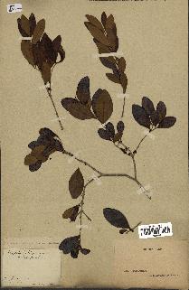 spécimen de Eugenia buxifolia