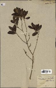 spécimen de Eugenia buxifolia