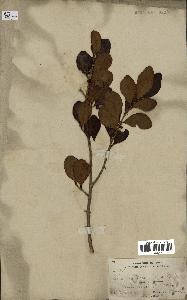 spécimen de Eugenia buxifolia