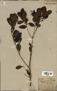 spécimen de Eugenia buxifolia