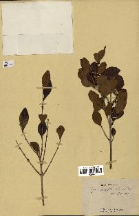 spécimen de Eugenia buxifolia