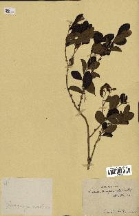 spécimen de Eugenia buxifolia