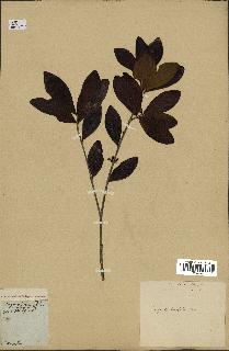 spécimen de Eugenia buxifolia