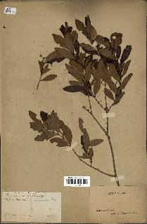 spécimen de Eugenia buxifolia