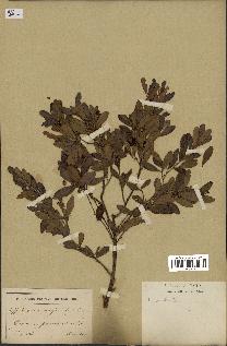 spécimen de Eugenia buxifolia