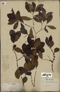 spécimen de Eugenia buxifolia