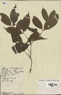 spécimen de Eugenia sp.