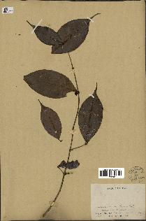spécimen de Eugenia sp.