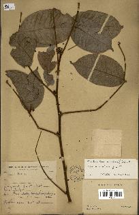spécimen de Zanthoxylum nitidum
