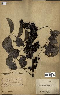 spécimen de Zanthoxylum nitidum