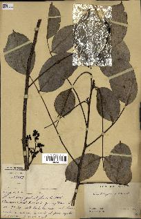 spécimen de Zanthoxylum nitidum