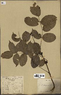 spécimen de Zanthoxylum nitidum