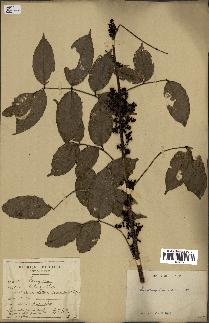 spécimen de Zanthoxylum nitidum
