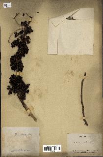 spécimen de Zanthoxylum nitidum