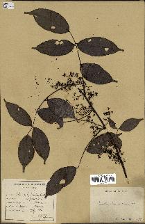 spécimen de Zanthoxylum nitidum