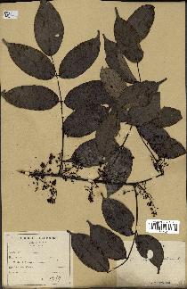 spécimen de Zanthoxylum nitidum