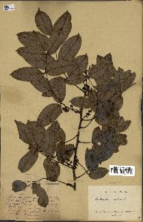 spécimen de Zanthoxylum nitidum