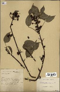 spécimen de Zanthoxylum nitidum