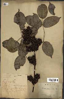 spécimen de Zanthoxylum nitidum