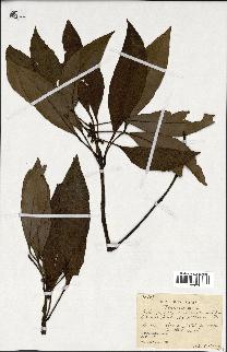spécimen de Ternstroemia sp.