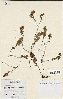 spécimen de Vaccinium vitis-idaea