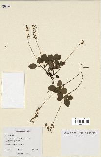 spécimen de Pyrola secunda