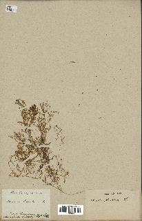 spécimen de Montia fontana