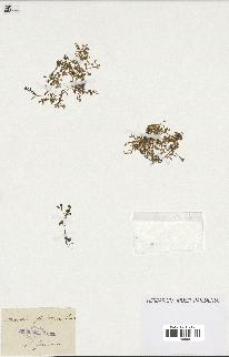 spécimen de Montia fontana