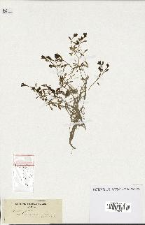 spécimen de Montia fontana