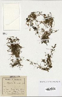 spécimen de Montia rivularis