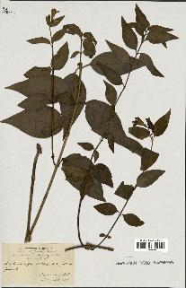 spécimen de Vinca difformis