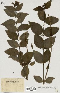 spécimen de Vinca difformis