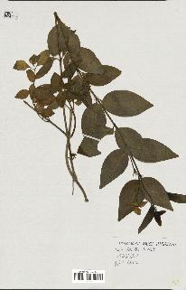 spécimen de Vinca difformis