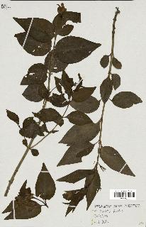 spécimen de Vinca difformis