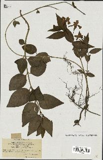 spécimen de Vinca difformis