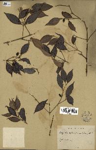 spécimen de Myrcia splendens