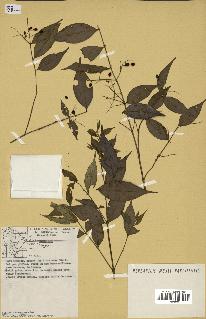 spécimen de Myrcia splendens