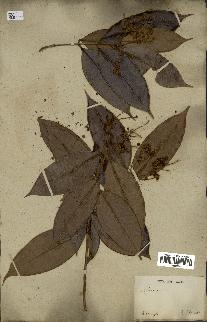spécimen de Myrcia splendens