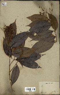 spécimen de Myrcia splendens