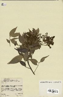 spécimen de Myrcia splendens