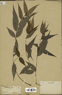 spécimen de Myrcia splendens