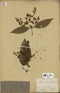 spécimen de Myrcia splendens