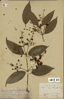 spécimen de Myrcia splendens